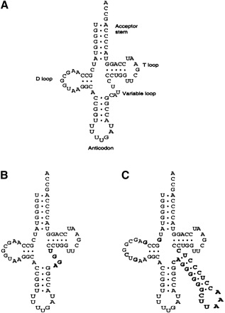 FIGURE 1.