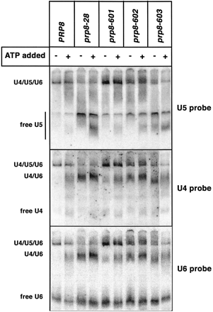 FIGURE 4.