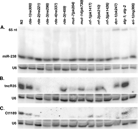 FIGURE 1.