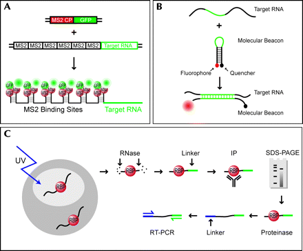 FIGURE 1.