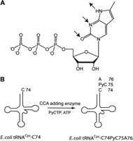 FIGURE 1.