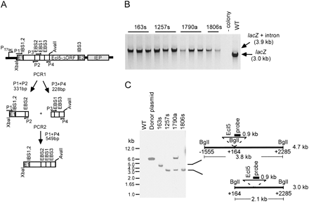 FIGURE 10.