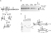 FIGURE 10.