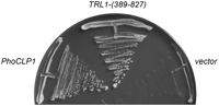FIGURE 10.