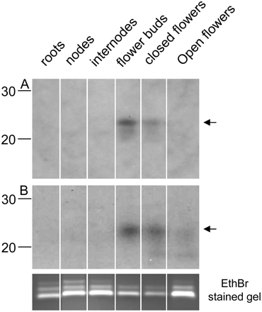 FIGURE 4.