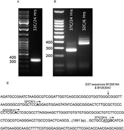 FIGURE 1.