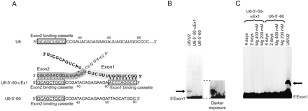 FIGURE 5.