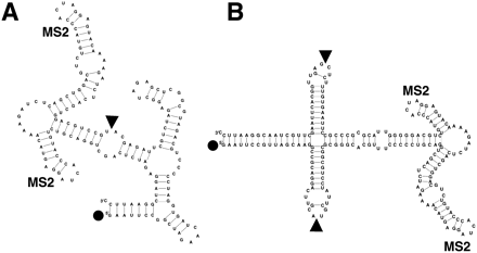 FIGURE 7.
