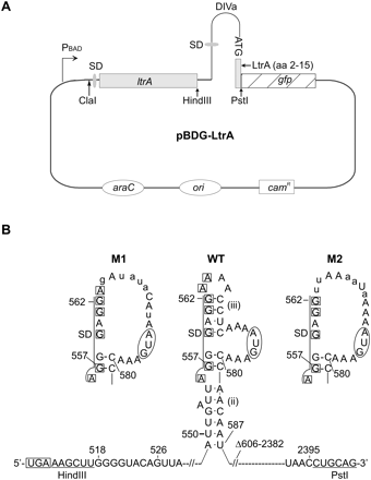 FIGURE 1.