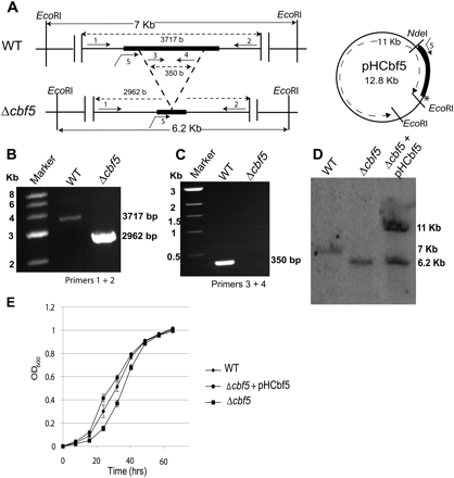 FIGURE 1.