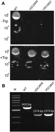 FIGURE 4.