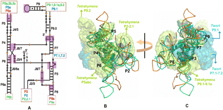 FIGURE 1.