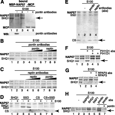 FIGURE 4.