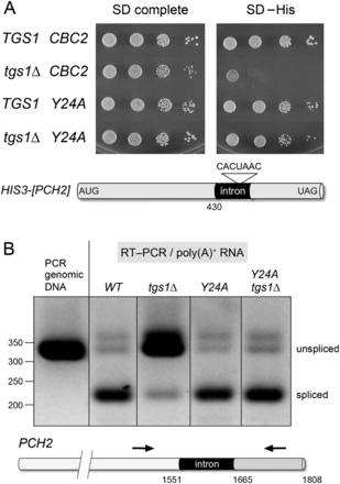 FIGURE 4.