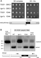 FIGURE 4.