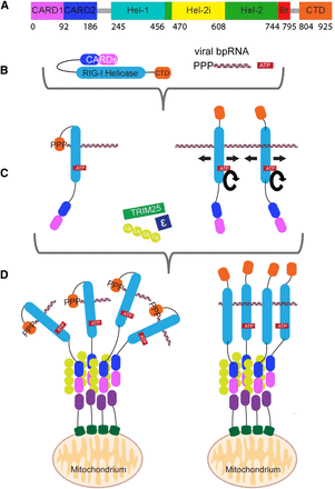 FIGURE 1.