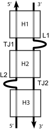 FIGURE 3.