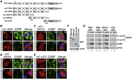 FIGURE 4.