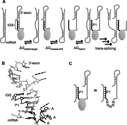 FIGURE 1.