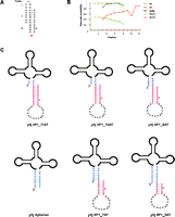 FIGURE 2.