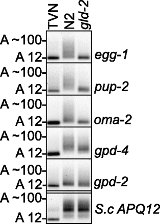 FIGURE 4.