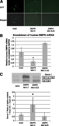 FIGURE 4.