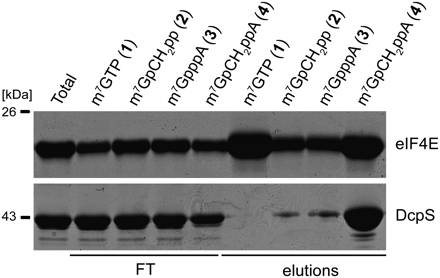 FIGURE 2.