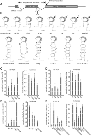 FIGURE 4.