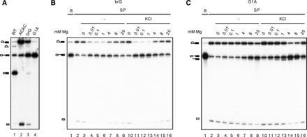 FIGURE 5.