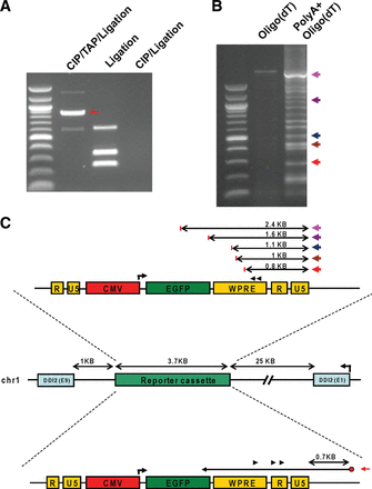 FIGURE 5.