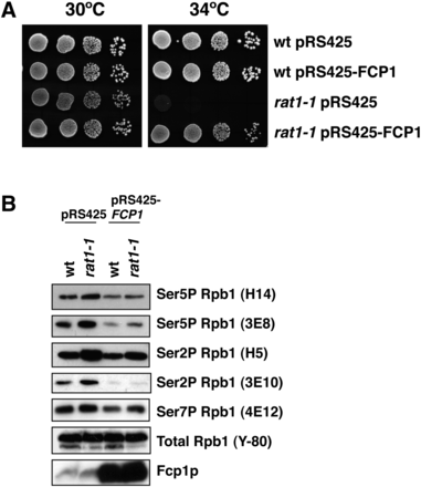 FIGURE 1.