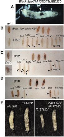 FIGURE 1.