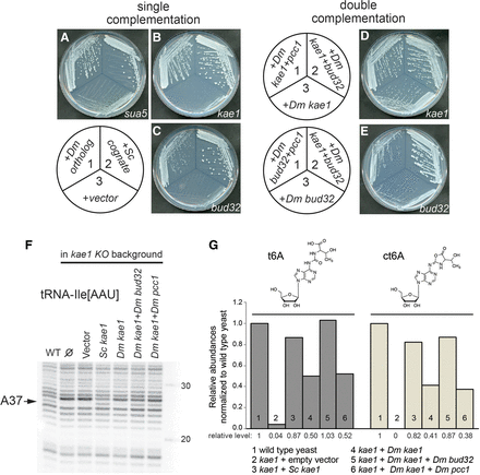 FIGURE 4.