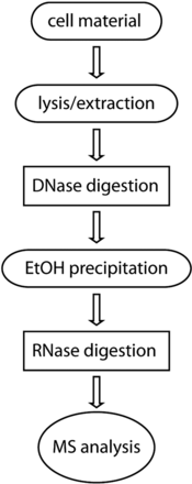 SCHEME 1.