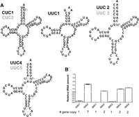 FIGURE 5.