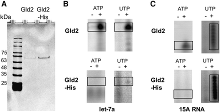 FIGURE 7.