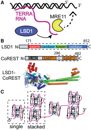 FIGURE 1.