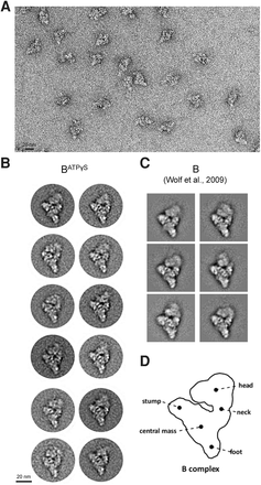 FIGURE 4.
