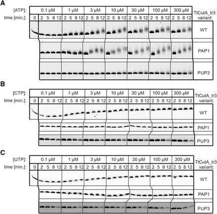FIGURE 12.