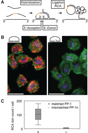 FIGURE 1.