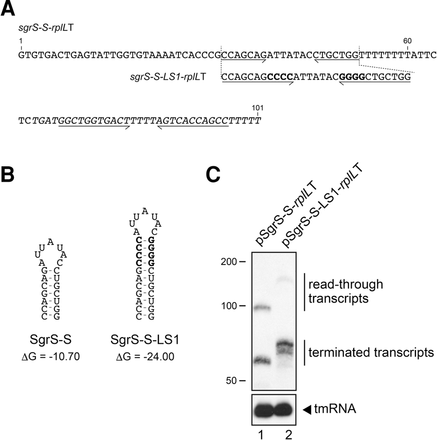 FIGURE 1.