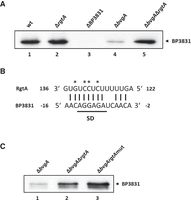 FIGURE 4.