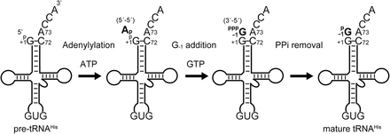 FIGURE 1.