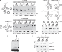FIGURE 4.