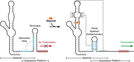 FIGURE 1.