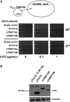 FIGURE 1.