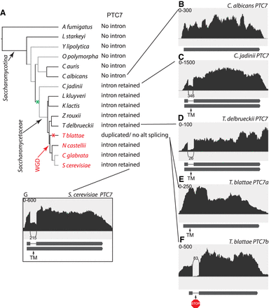 FIGURE 1.