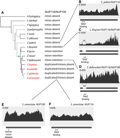 FIGURE 4.