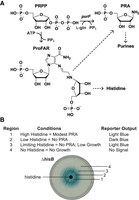 FIGURE 4.