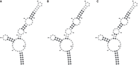 FIGURE 5.